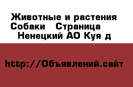 Животные и растения Собаки - Страница 12 . Ненецкий АО,Куя д.